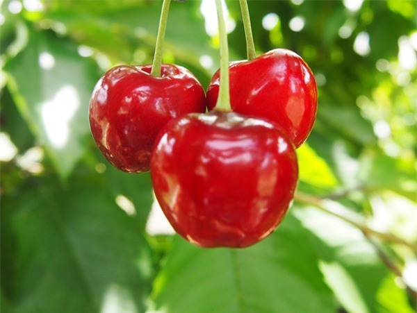 Ăn 20 - 25 quả cherry/ngày giúp bổ sung estrogen
